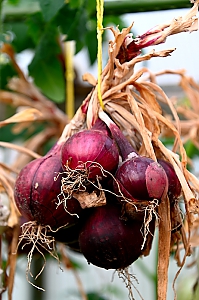rote Zwiebeln